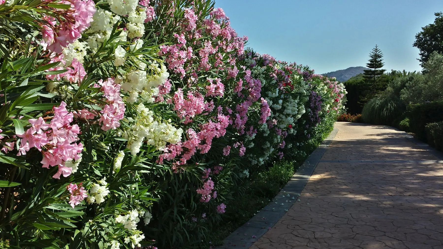 Oleander-lined driveway to the finca
